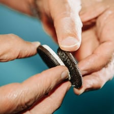 An Oreo sandwich cookie twisted apart to show its cream filling.