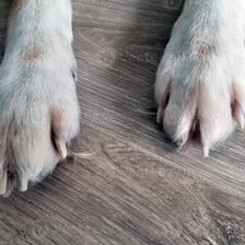 A dog’s paws resting on a floor.