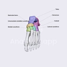 An anatomical illustration labeling the tarsal bones around the ankle