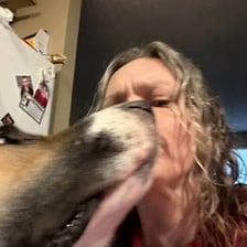 A person gently touching a dog’s nose with one finger