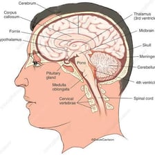 An anatomical illustration showing the human brain as an organ.