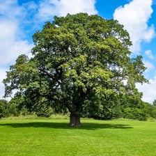 A mature oak tree with a broad canopy casting shade.