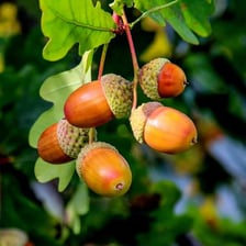 An oak tree bearing acorns