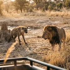 A lion and a spotted hyena on an African savanna