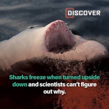 A shark shown upside down during a scientific demonstration of tonic immobility