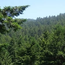 A fir tree with dense evergreen branches in a forest.