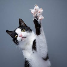 A domestic cat with its paws and claws visible