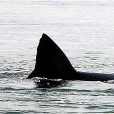 A shark’s dorsal fin visible above the surface of the water.