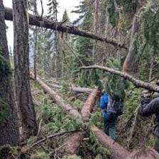 A fallen tree blocking a hiking trail