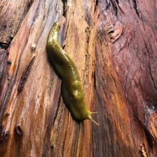 A yellow banana slug moving across a damp forest floor
