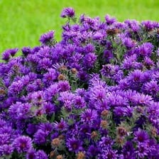 Purple asters blooming in an autumn garden
