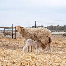 An adult female sheep standing beside a lamb