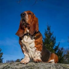 A person looking after two dogs, including a beagle and a bloodhound