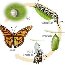 An educational illustration showing successive stages in a butterfly’s development.