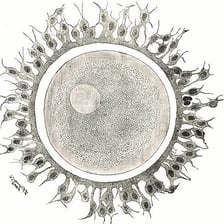 An educational microscopic illustration of ova, or reproductive egg cells.