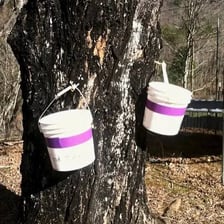 A bucket collecting sap from a tapped maple tree