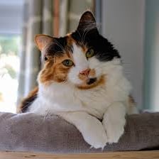 A calico cat with white, orange, and black patches.
