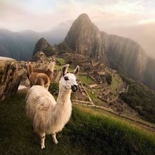Llamas in a Peruvian landscape near Machu Picchu