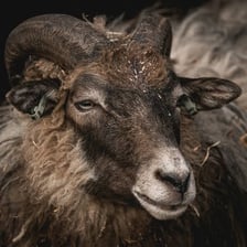 A ram with prominent horns