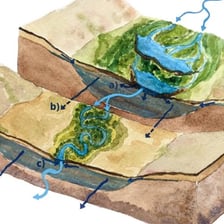 A beaver constructing a dam from branches in a stream