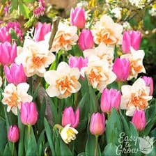 Flowering bulbs shown beside blooming tulips and daffodils