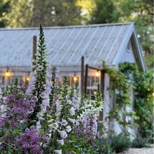 Tall foxglove flowers blooming in a garden.