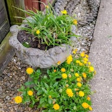 An unwanted weed growing among cultivated garden plants.