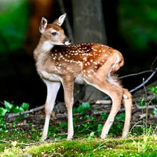A female deer standing in a forest