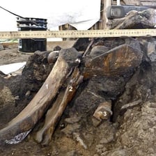 The La Brea Tar Pits fossil excavation site in Los Angeles