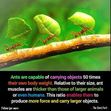 Ants carrying a large piece of food together