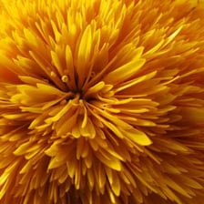 A close-up of a yellow dandelion flower.