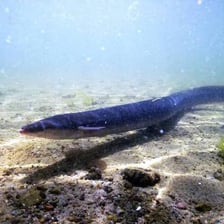 An eel swimming underwater with its elongated slippery body visible