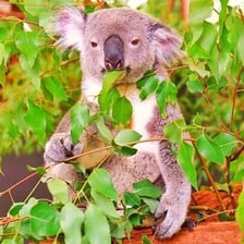 A koala holding and eating eucalyptus leaves