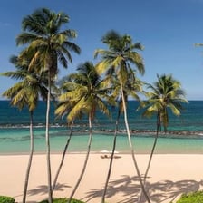A tropical coastline in Puerto Rico with palm trees