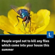 A person using a rolled-up magazine to swat at a fly