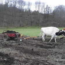 Two oxen pulling a plow across a field