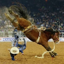 A rodeo rider on a bucking bronc