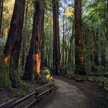 Tall coast redwoods in Muir Woods National Monument.
