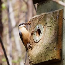 A nuthatch perched near a nest