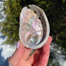 An abalone sea snail shown in its ridged shell