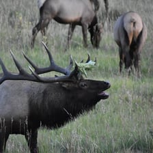 An elk grazing in a Rocky Mountain meadow.