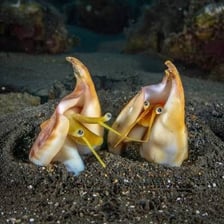 A marine snail beside or inside its conch-like shell