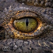 A close-up photograph of a crocodile showing its eyes