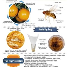 Small gnats gathered near a piece of fruit