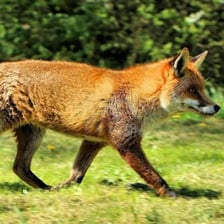A red fox, the species known scientifically as Vulpes vulpes