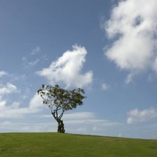 A small rounded grassy hill in a landscape.