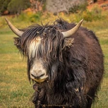 Long-haired yaks in a Himalayan mountain landscape