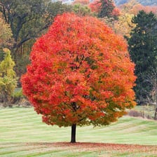 A sugar maple displaying bright red leaves in autumn