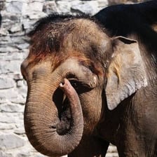 An Asian elephant showing its relatively small, rounded ears