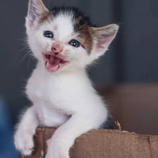 A kitten with its mouth open as if meowing.